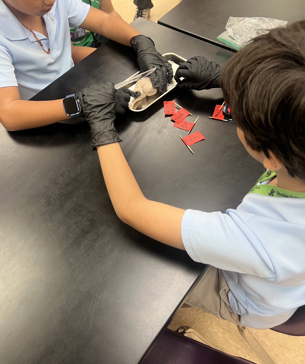 Jen_Teaches24's tweet photo. What an amazing day! Students were able to work with and dissect a sheep brain to learn about the parts/functions of this vital organ. Thank you @SNSTA_FAU for an incredible experience! @ElbridgeGaleES #STEM https://t.co/DqqbIRAI9n