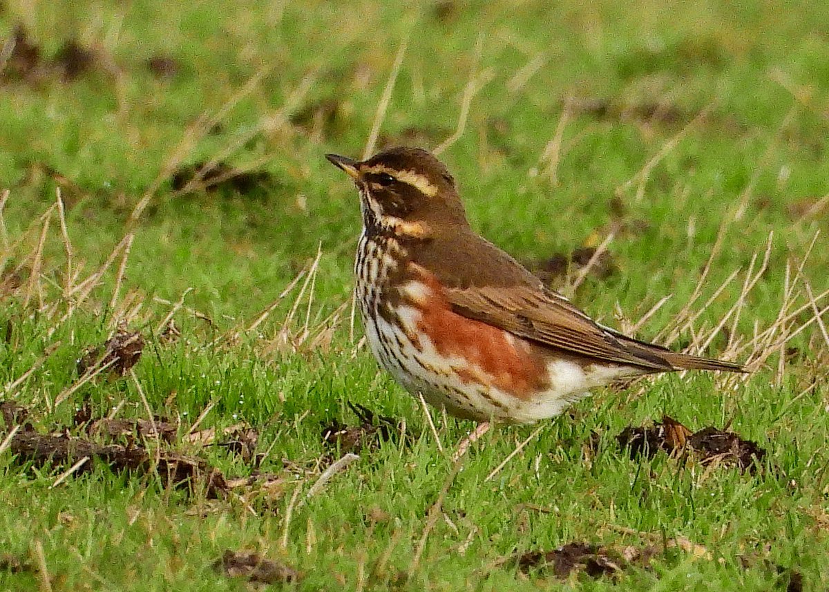 NeilSimms1's tweet image. Nice mix of thrushes on farm fields off the Percy Rigg road this morning @teesbirds1 @teeswildlife @nybirdnews