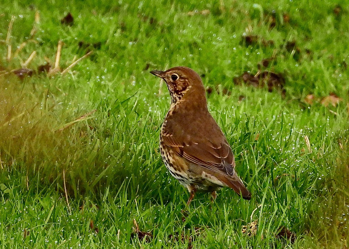 NeilSimms1's tweet image. Nice mix of thrushes on farm fields off the Percy Rigg road this morning @teesbirds1 @teeswildlife @nybirdnews
