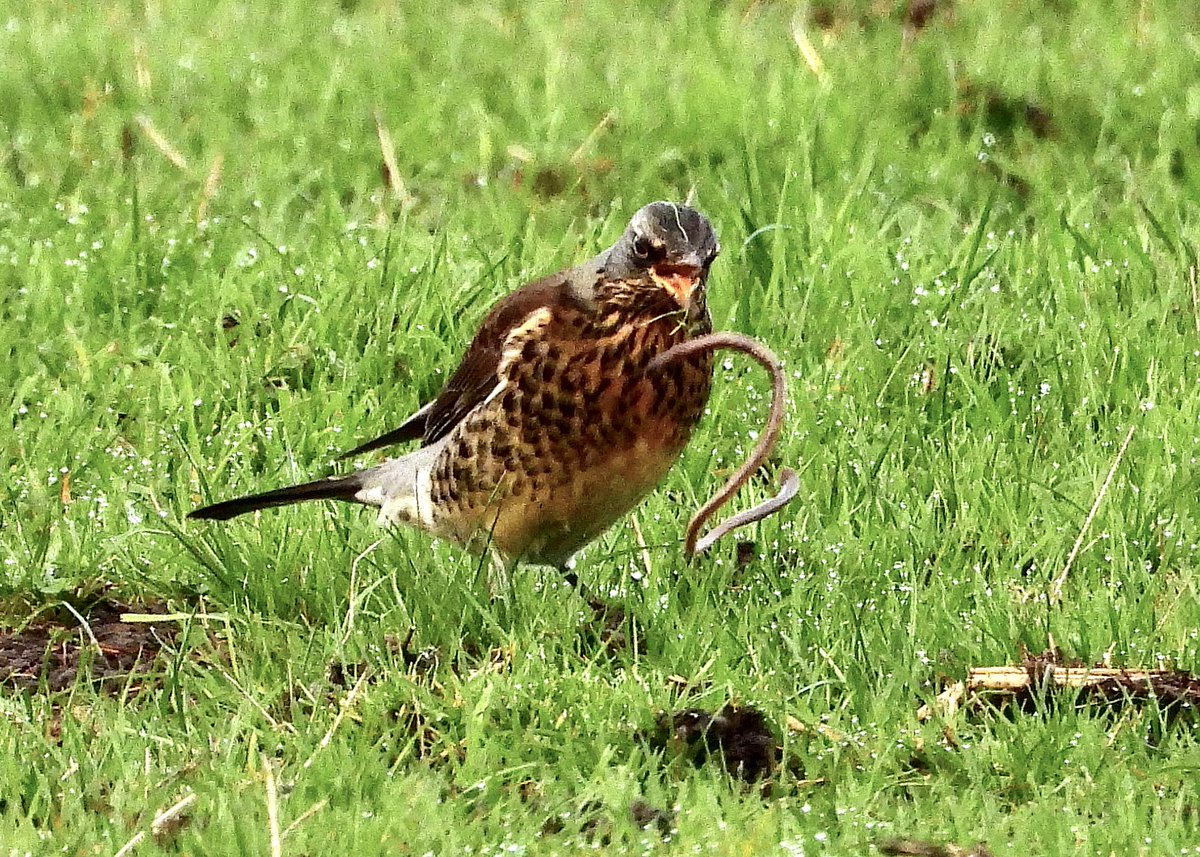 NeilSimms1's tweet image. Nice mix of thrushes on farm fields off the Percy Rigg road this morning @teesbirds1 @teeswildlife @nybirdnews