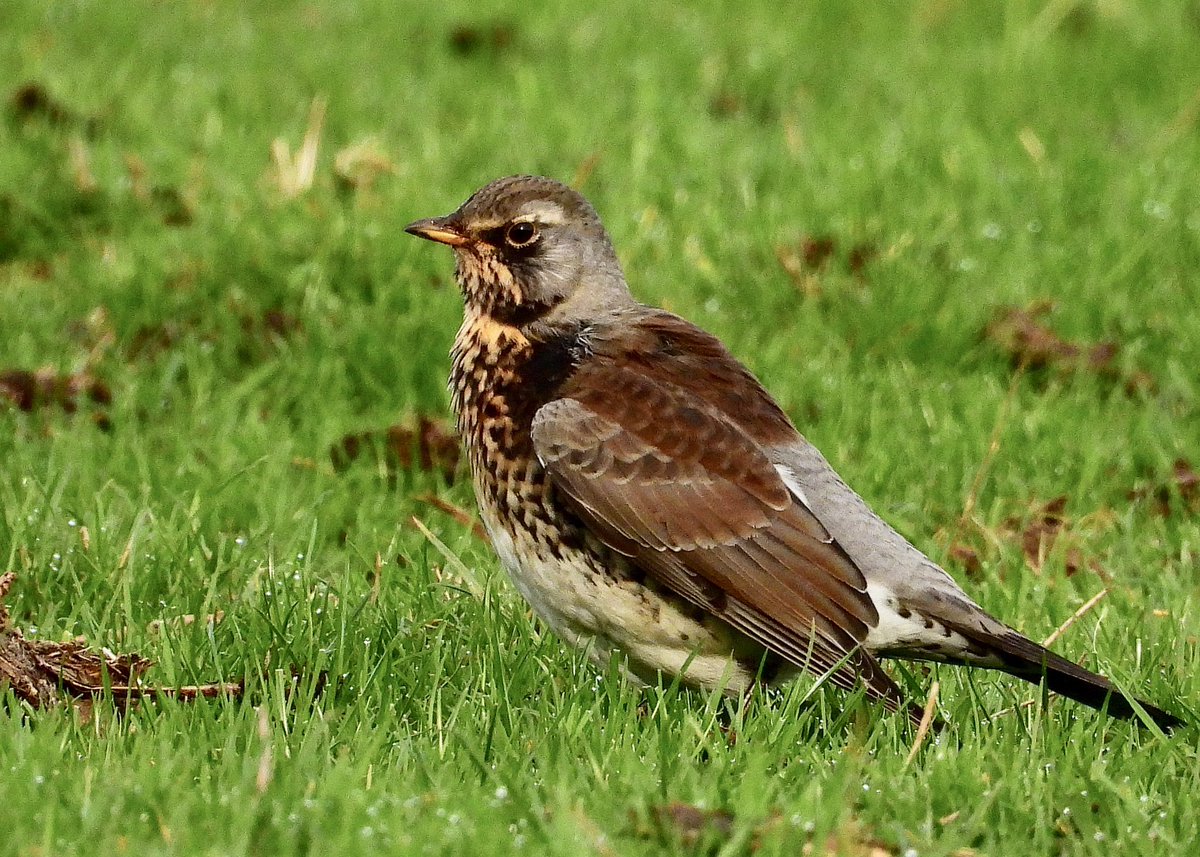 NeilSimms1's tweet image. Nice mix of thrushes on farm fields off the Percy Rigg road this morning @teesbirds1 @teeswildlife @nybirdnews