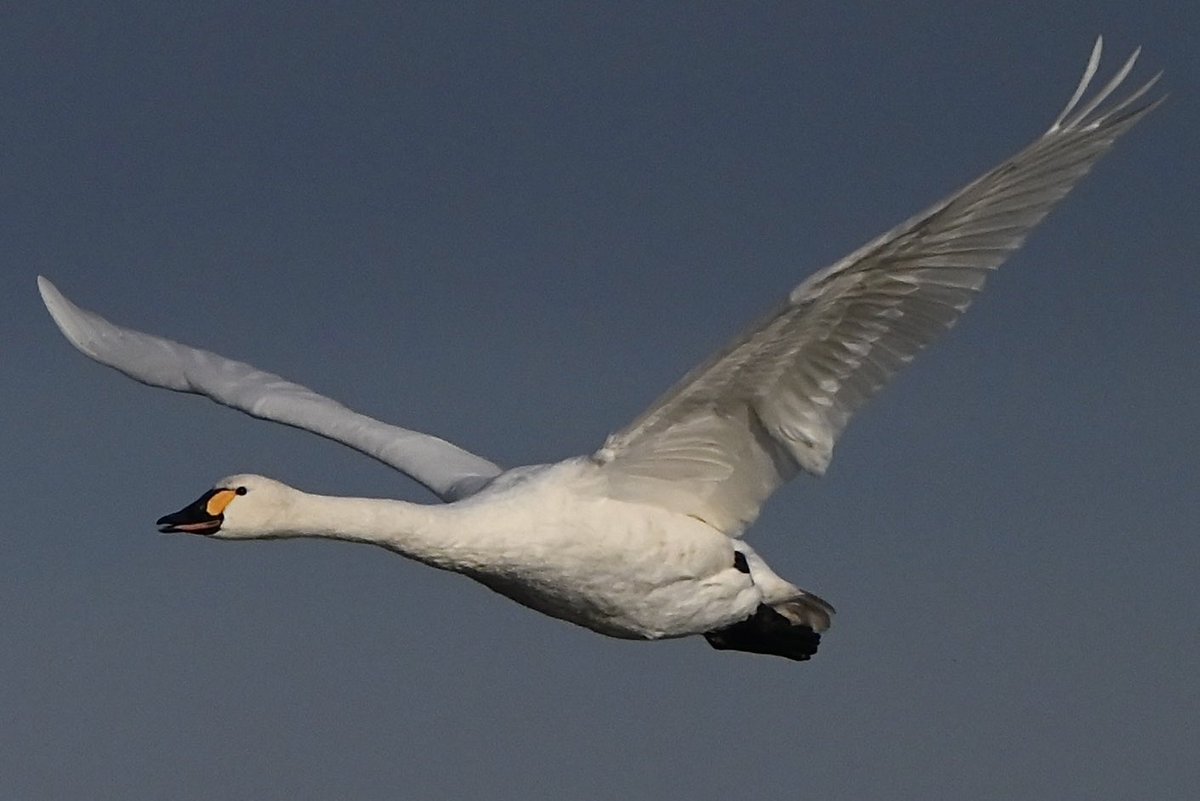 Mid-morning at ARC Hanson Hide, RSPB Dungeness - the lone Bewick’s Swan left on its own and headed in the direction of Walland Marsh, the two Whooper Swans stayed at the ARC for a short while afterwards.