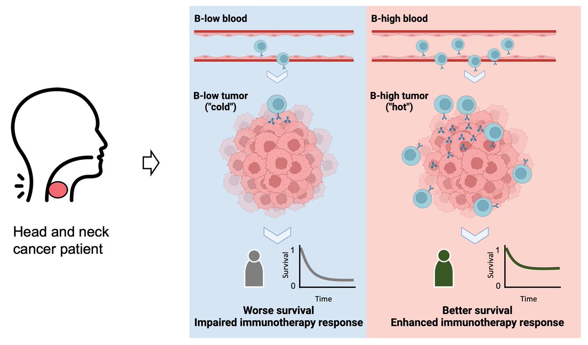 EytanRuppin's tweet photo. Exciting news! 🌟 Our paper, "Tumor and Blood B Cell Abundance Outperforms Established ICB Response Prediction Signatures in Head and Neck Cancer," is now published in @Annals_Oncology! Explore our findings: https://t.co/RWPEpp0VXn https://t.co/XQg9zc925q