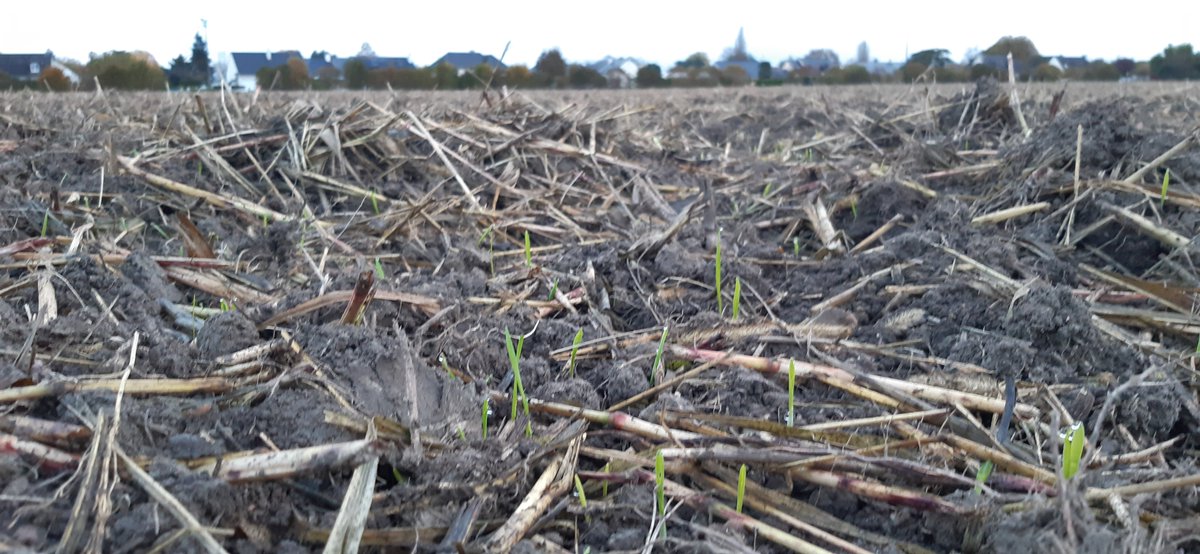 DzL49's tweet image. Levée de l'orge derrière un couvert de sorgho. Plutôt satisfait du résultat 🙂#agriculture #bio #ABC