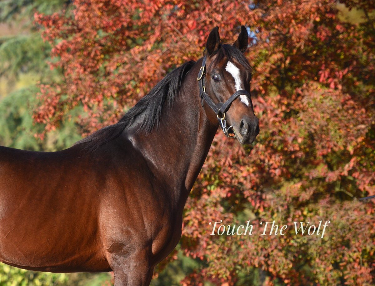 Dört gözle aşım sezonunu bekliyor..
 "TOUCH THE WOLF" 

13 Koşan 10 kazanan.. %37 1.lik !

17.932.065 TL Top.Kazanç !

2025 Yılı Aşım Sezonunda İZMİT AŞIM İSTASYONUNDA ...
#touchthewolf #asim #tjk #aygir