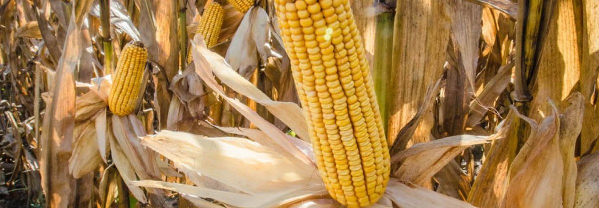 NRCSMaine's tweet photo. Agricultural Land Easements help protect croplands and grasslands on working farms:   https://t.co/Riemg3C0sk https://t.co/vTznpwcbpP