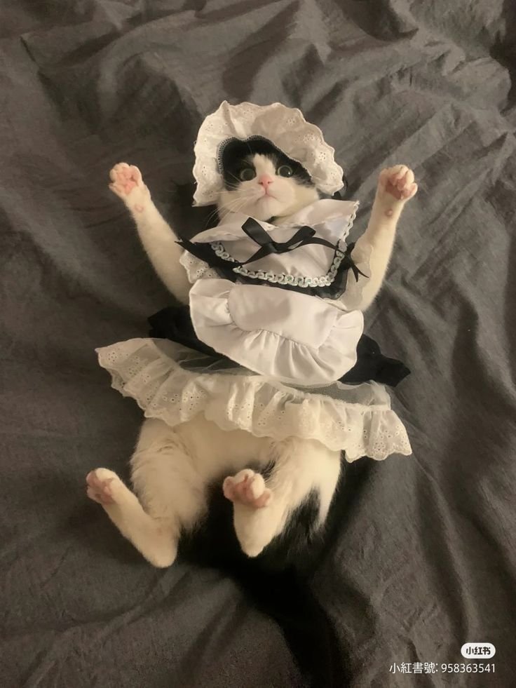 maid cat