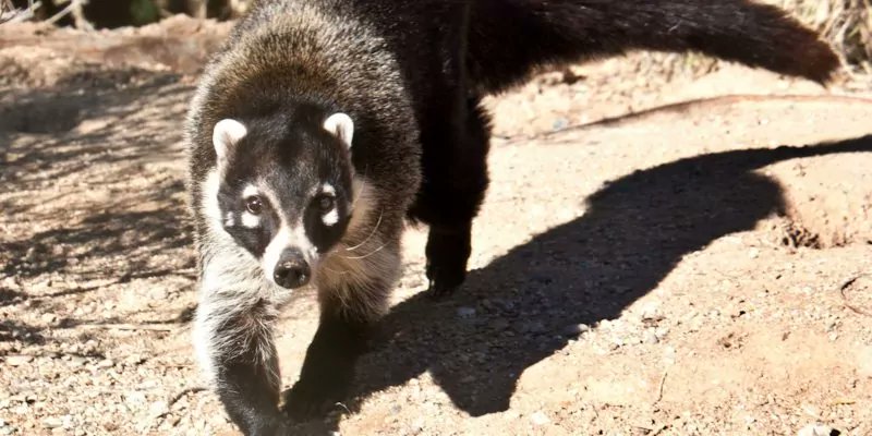 Keep Wildlife Wild: Coatimundi reportedly approaching hikers near the Sabino Canyon Visitors Center. The coati may have been illegally fed. Coati are predators that should be viewed from a distance but scared off if they approach. Report wildlife feeding to 800-352-0700 ASAP 24/7