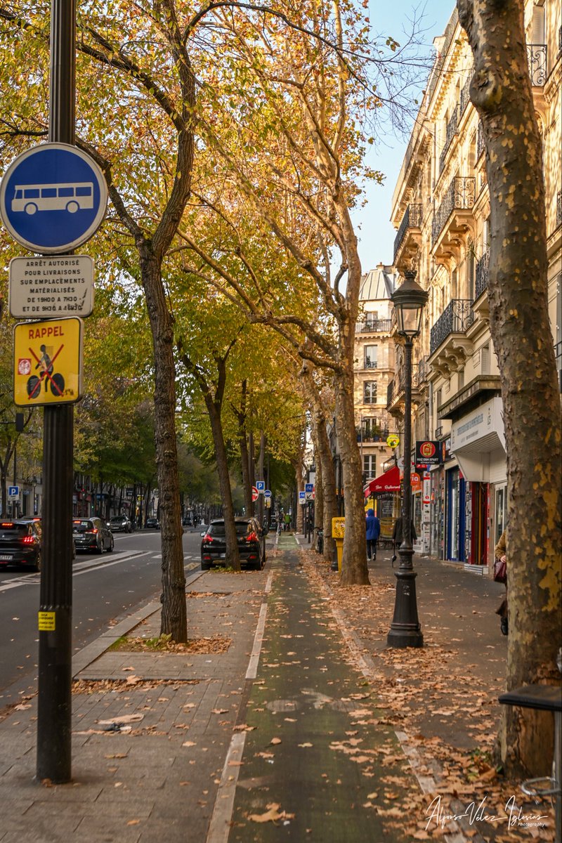 #Paris infra ciclista segregada con arbolado.