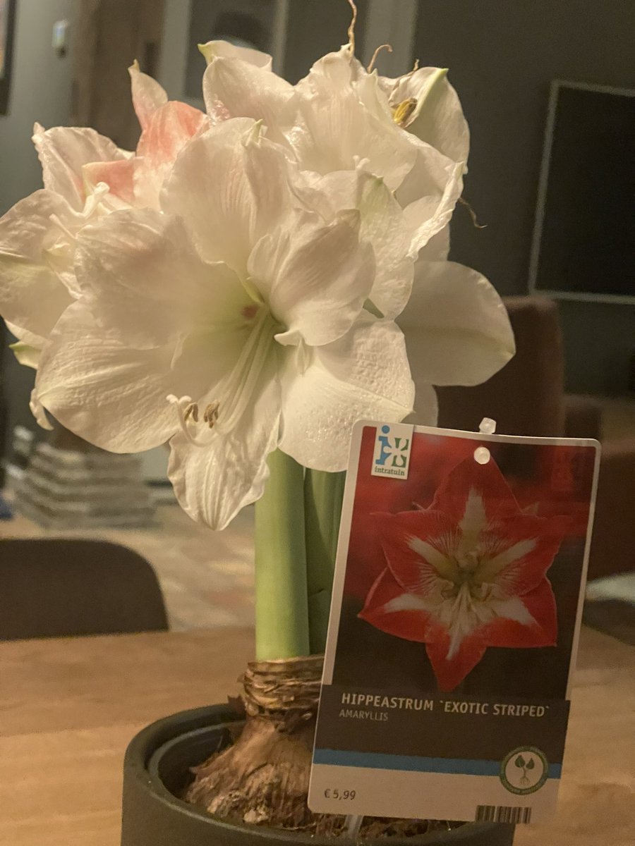 JZitlos's tweet photo. Denk je een “aparte” kleur amaryllis aan te schaffen, blijkt deze gewoon wit. Iemand stiekem de kaartjes verwisseld @Intratuin ? https://t.co/vT4l9ebjrX