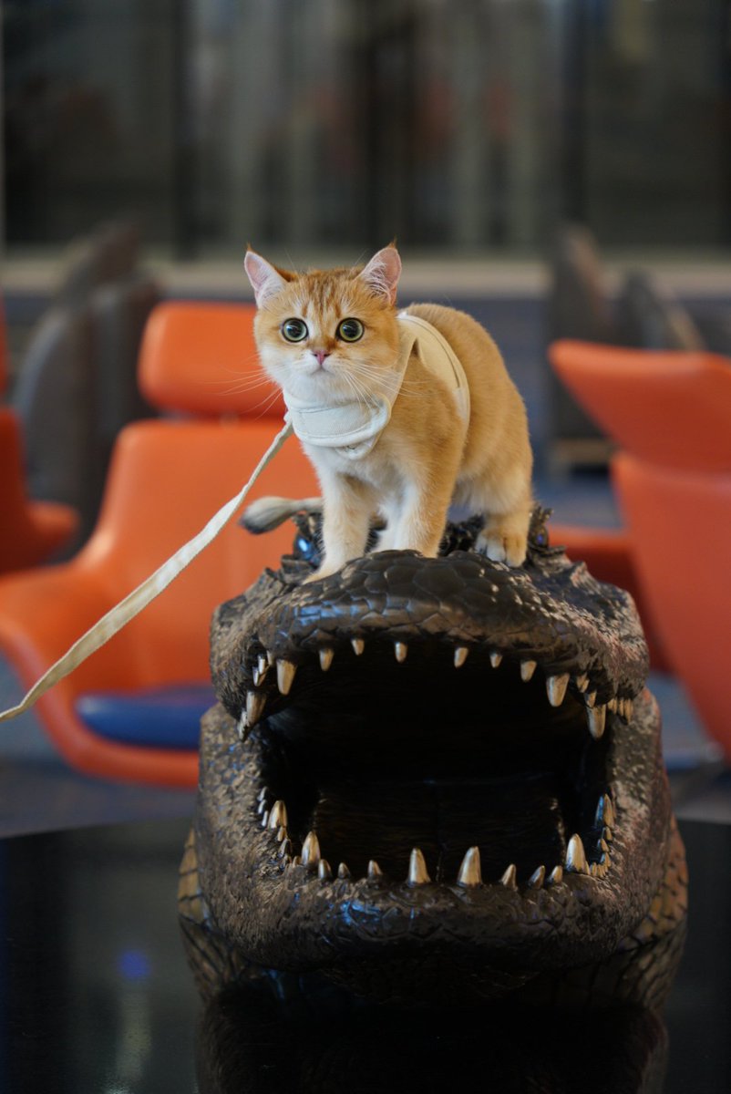 UF CJC Research & Graduate Divisions tweet media