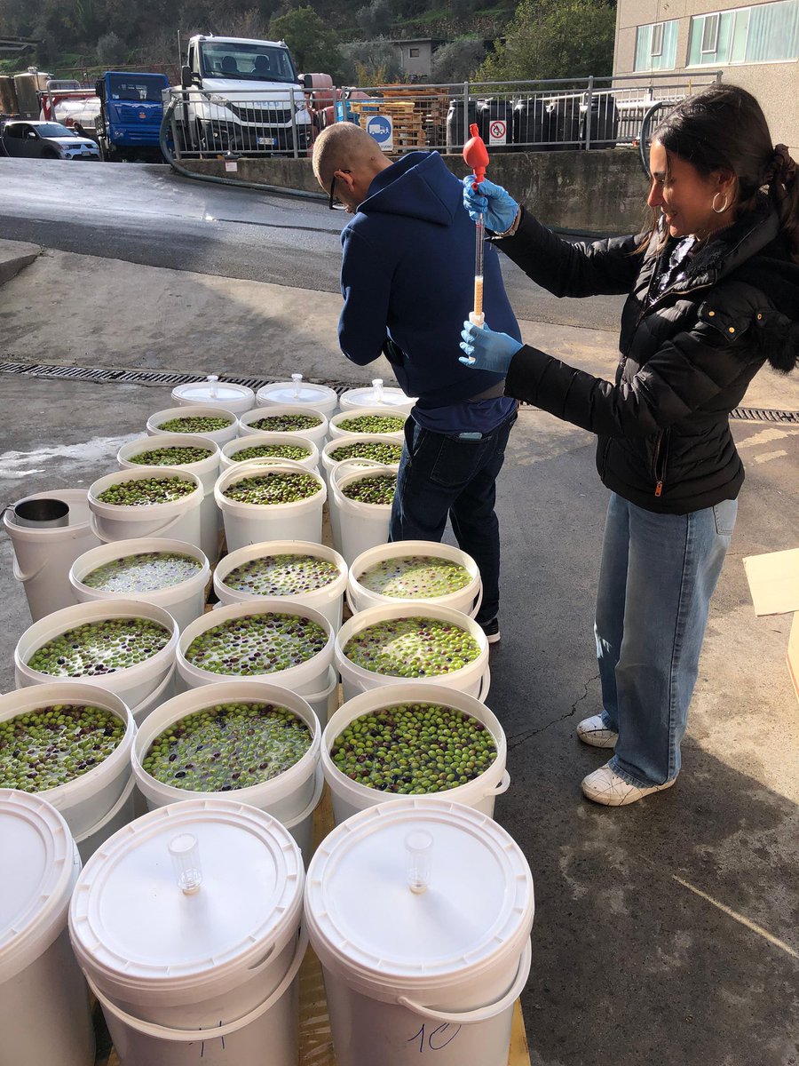 ferrocino's tweet photo. Under #DOMINOeu, we’re innovating traditional olive fermentation with precision microbial consortia to enhance nutrition, structure &amp; functionality.
@DISAFA_INT @unito 

#FermentationScience #FoodInnovation #MicrobialConsortia #TableOlives #FoodTech https://t.co/Ulc6hvBobJ