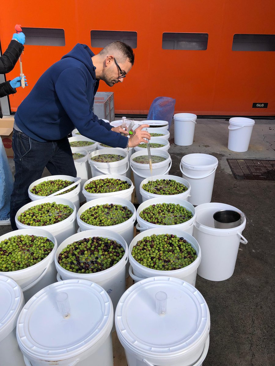 ferrocino's tweet photo. Under #DOMINOeu, we’re innovating traditional olive fermentation with precision microbial consortia to enhance nutrition, structure &amp; functionality.
@DISAFA_INT @unito 

#FermentationScience #FoodInnovation #MicrobialConsortia #TableOlives #FoodTech https://t.co/Ulc6hvBobJ