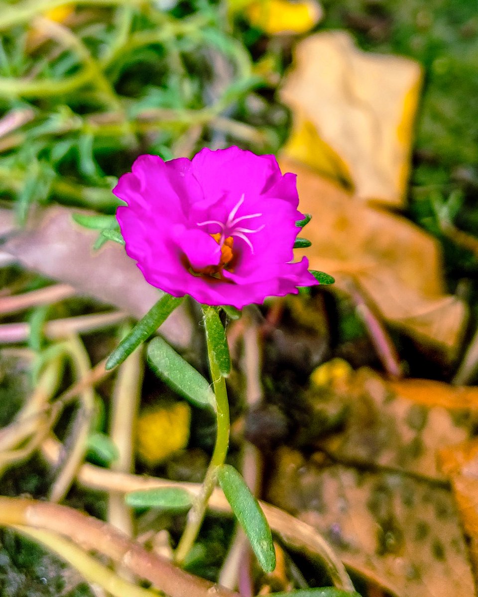 MAKPHOTOGRAPHY2's tweet photo. #TechnoCamon19Neo
#FocalLenght4.74mm
#Aperture1.79
#ExposureTime1/100s
#ISO100
.
.
#BloomingVibes #NaturePhotography #FlowerLovers #GardenTreasures #PinkFlower #NatureMagic #FloralInspiration #EarthsBeauty #CloseUpNature #NatureGram #InstaNature #FloralVibes #MicroBlooms https://t.co/lmOgIvWM15