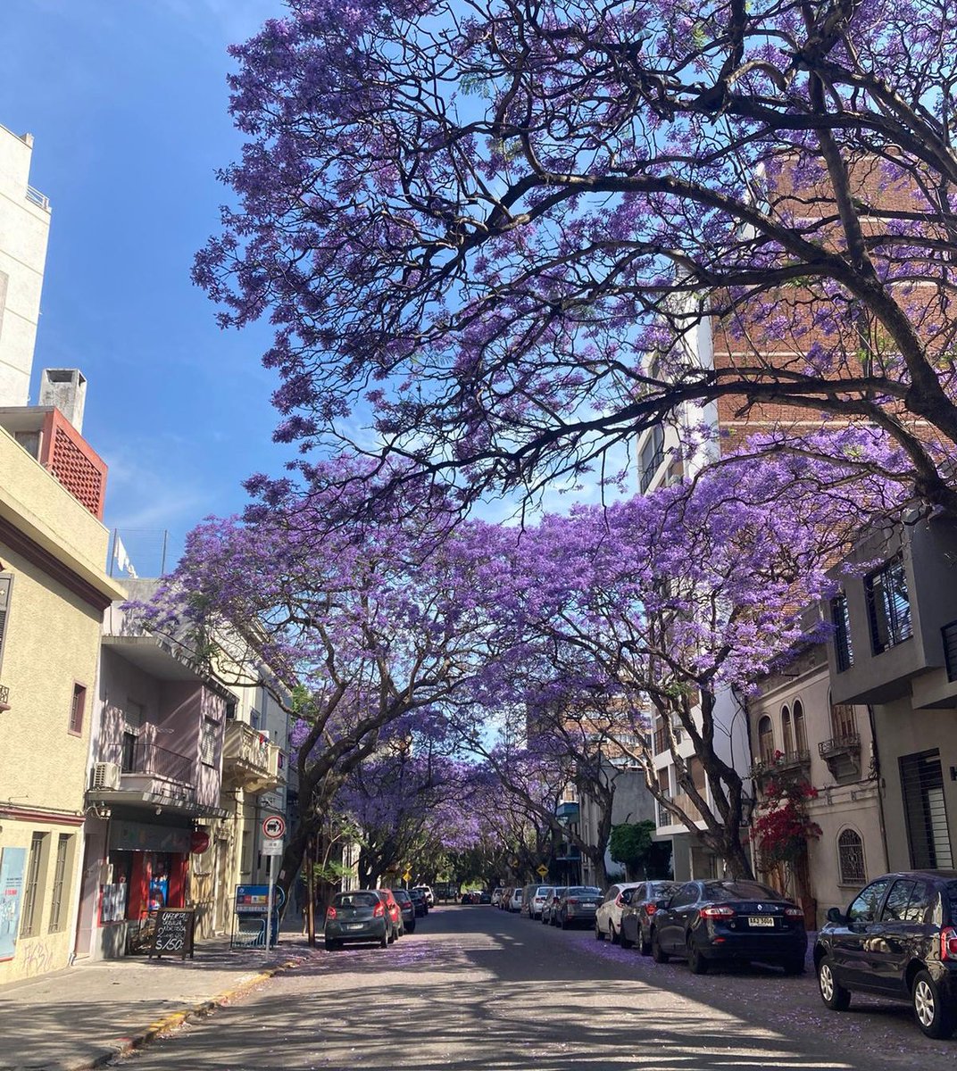 cryptoferq's tweet photo. no puede ser TAN DIFICIL comenzar a cambiar los paltanos de mierda que atentan contra la salud publica y poner Jacarandas miren esto por favor https://t.co/FT2g7hQVFL