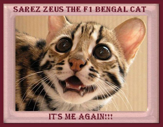 Gm it’s me $zeus again!