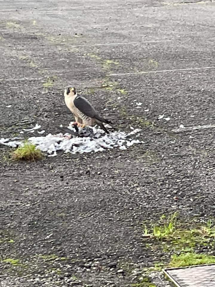 Peregrine with kill, on the miners welfare, Worksop, this morning, from a friend in Worksop <a href="/NottsBirders/">Notts Birdwatchers</a>