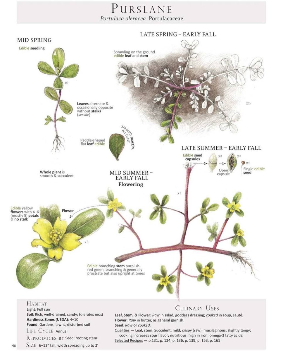 BarbaraOneillAU's tweet photo. Benefits Of Purslane 🌿

IF YOU SEE THIS PLANT IN YOUR BACKYARD, DON'T STEP ON IT!

• It is Purslane
• It is used by people who have Asthma and Bronchial Complaints, Diabetes, Fungal Infections and those who want to lower their cholesterol levels.”

• Overlooked medicinal plant
• High in iron, omega-3 fatty acids, antioxidants, minerals & vitamins
• Supports heart health & boosts the immune system
• Its leaf & stem are succulent, mild, crispy (when raw), mucilaginous, slightly tangy; cooking increases the sour flavor

CULINARY USES:
• Leaf, stem, & flower: raw in salad, goddess dressing; cooked in soup.
• Flower: raw in butter, as a general garnish
• Seed: raw or cooked.