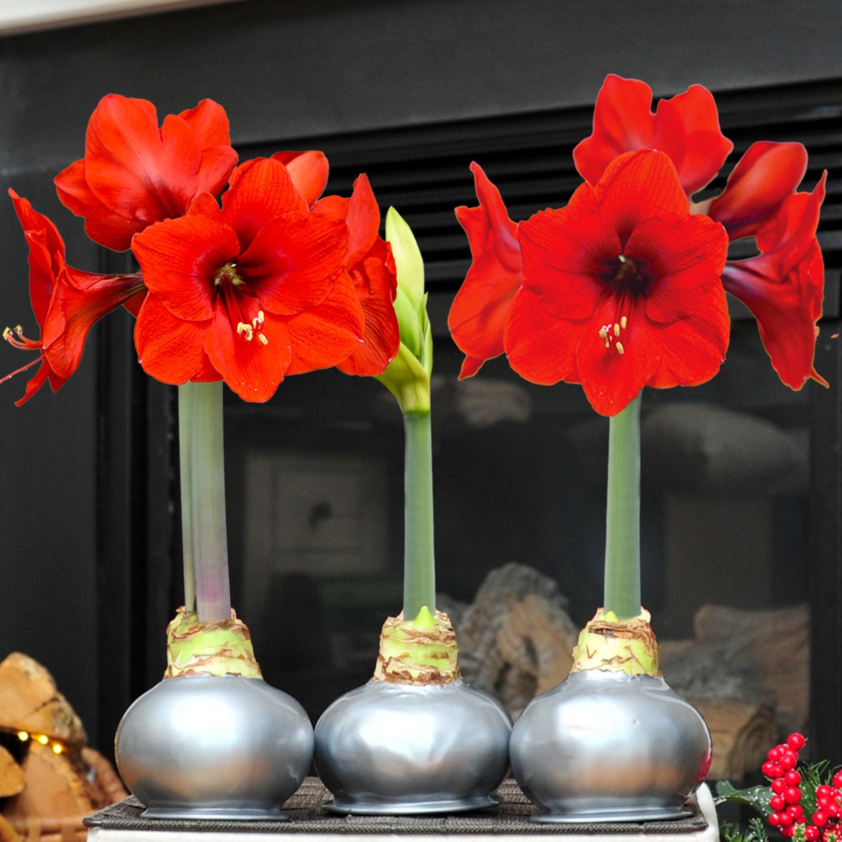 Bloomaker's tweet photo. Brighten shorter days with vibrant blooms! 🌸 Our Waxed Amaryllis brings bold color indoors all season long—no green thumb needed! Shop Now!! 🌷✨ #GiantAmaryllis #FallBlooms #Bloomaker #SeasonalDecor https://t.co/88fKdeYxg4
