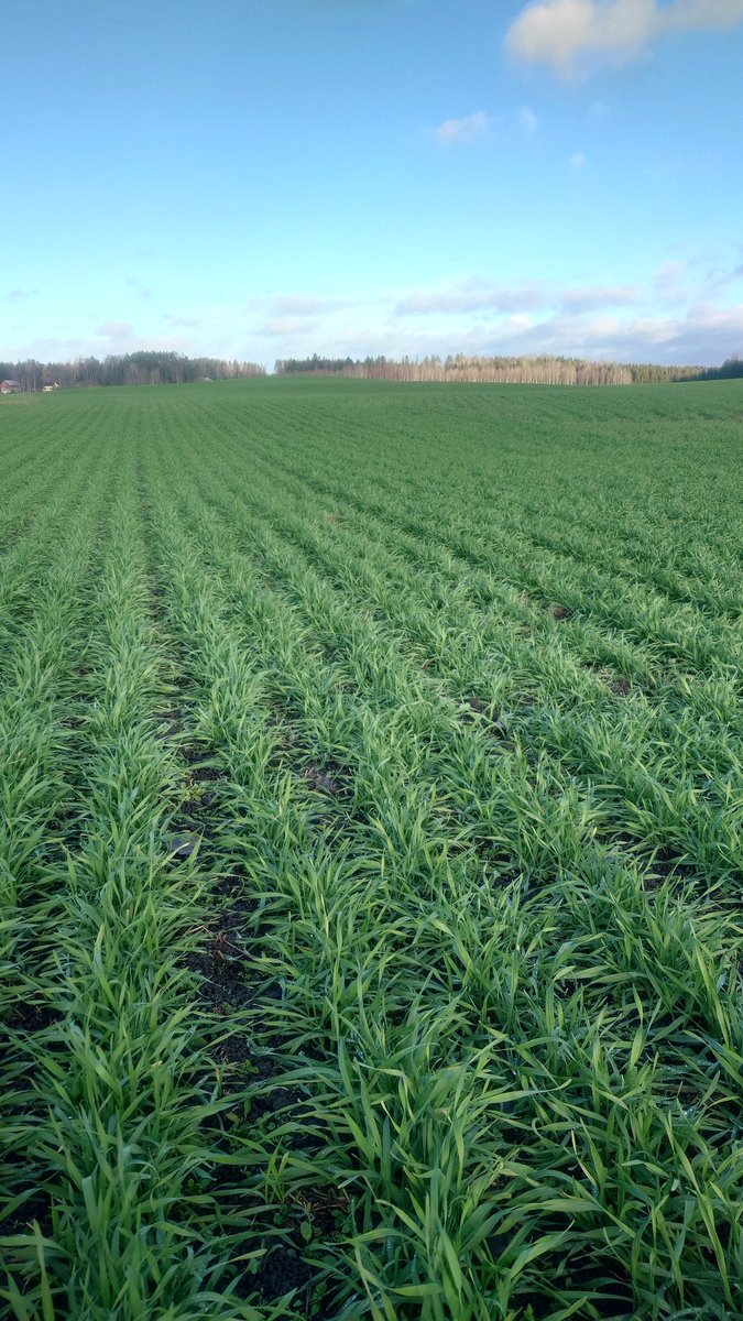 Tämän rukiin puolesta talvi saa tulla. Tosin maa saisi jäätyä ennen lumipeitettä. Syyskuun kymmenes päivä kylvetty Sangaste teki hienosti 3-4 versoa ja syvät juuret. Katotaan keväällä sitten uudestaan.