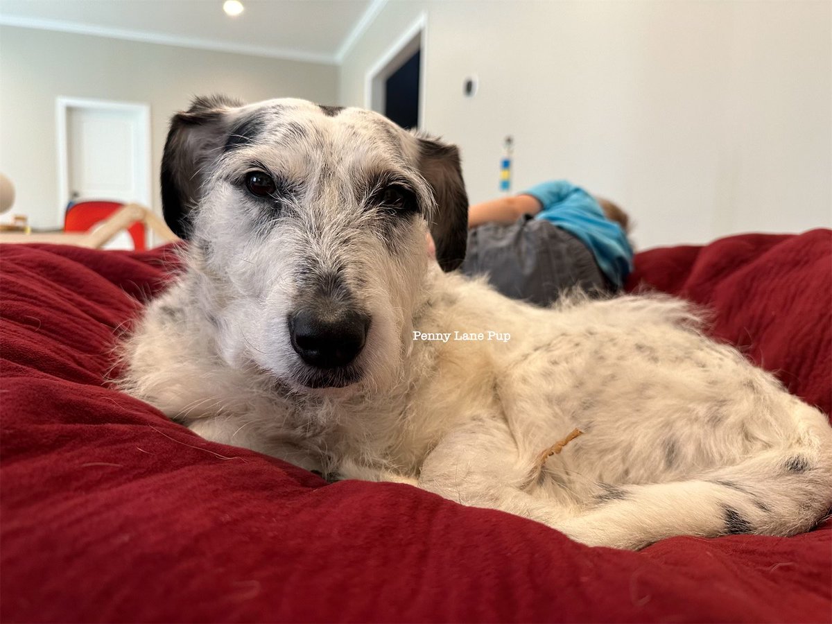 Penny_Lane_Pup's tweet photo. T2B2 played hard dis morning. He fell asleep behind me 🥰😂😴
#pennylane #dogs #T2B2 https://t.co/c75gwW7bwc