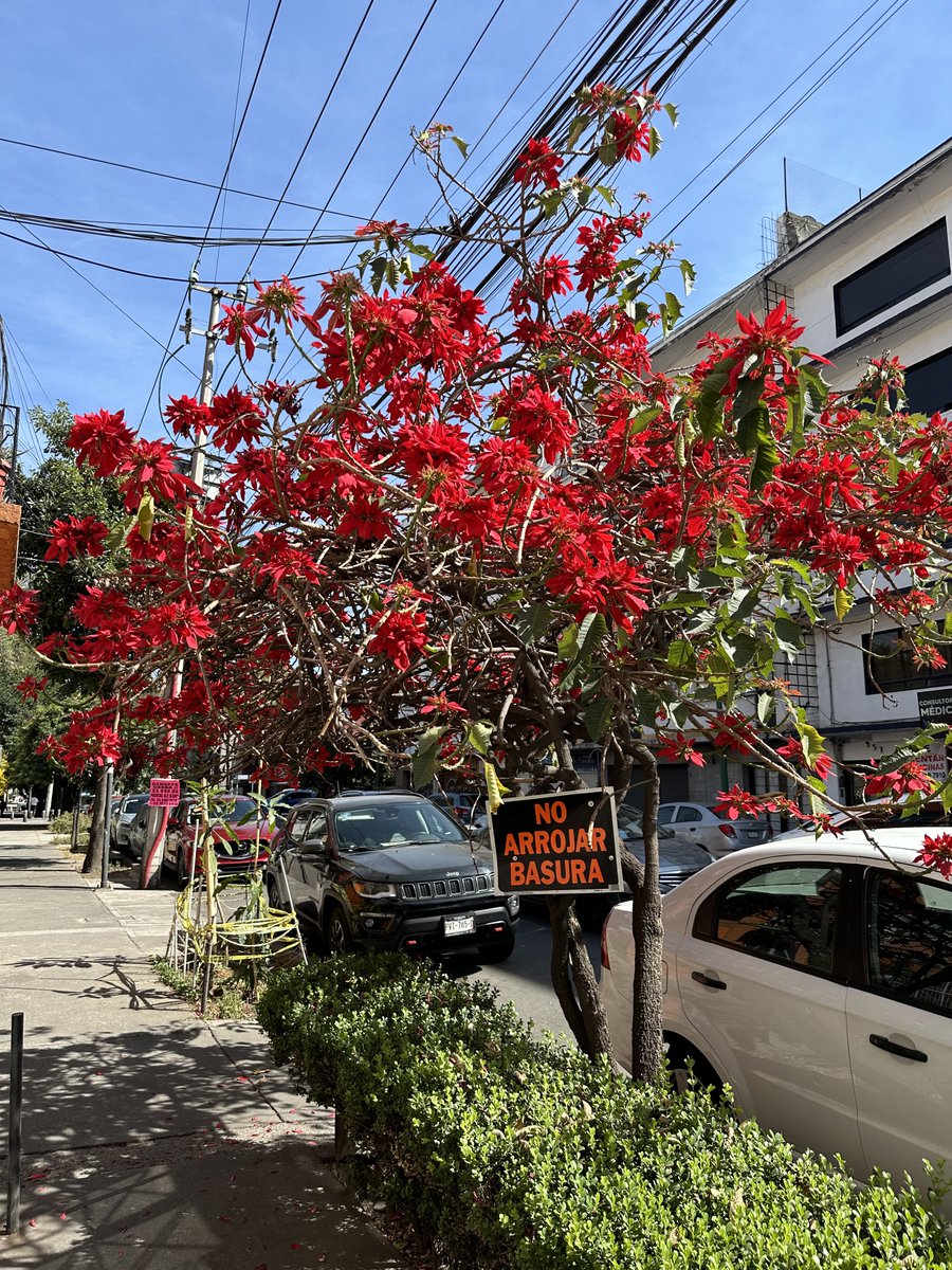 Las nochebuenas ya en todo su esplendor marcando el cambio de temporada ✨