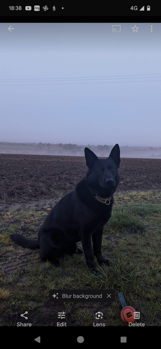 Northants Police Dog Section (@northantsdogs) on Twitter photo Earlier today PD Blue assisted <a href="/Northants_RPT/">Northants Roads Policing Team</a> when a vehicle failed to stop for them and the driver then decamped. Blue started tracking and other officers went further ahead of him and located the suspect in the road. He was arrested for numerous offences. Earlier today PD Blue assisted <a href="/Northants_RPT/">Northants Roads Policing Team</a> when a vehicle failed to stop for them and the driver then decamped. Blue started tracking and other officers went further ahead of him and located the suspect in the road. He was arrested for numerous offences.