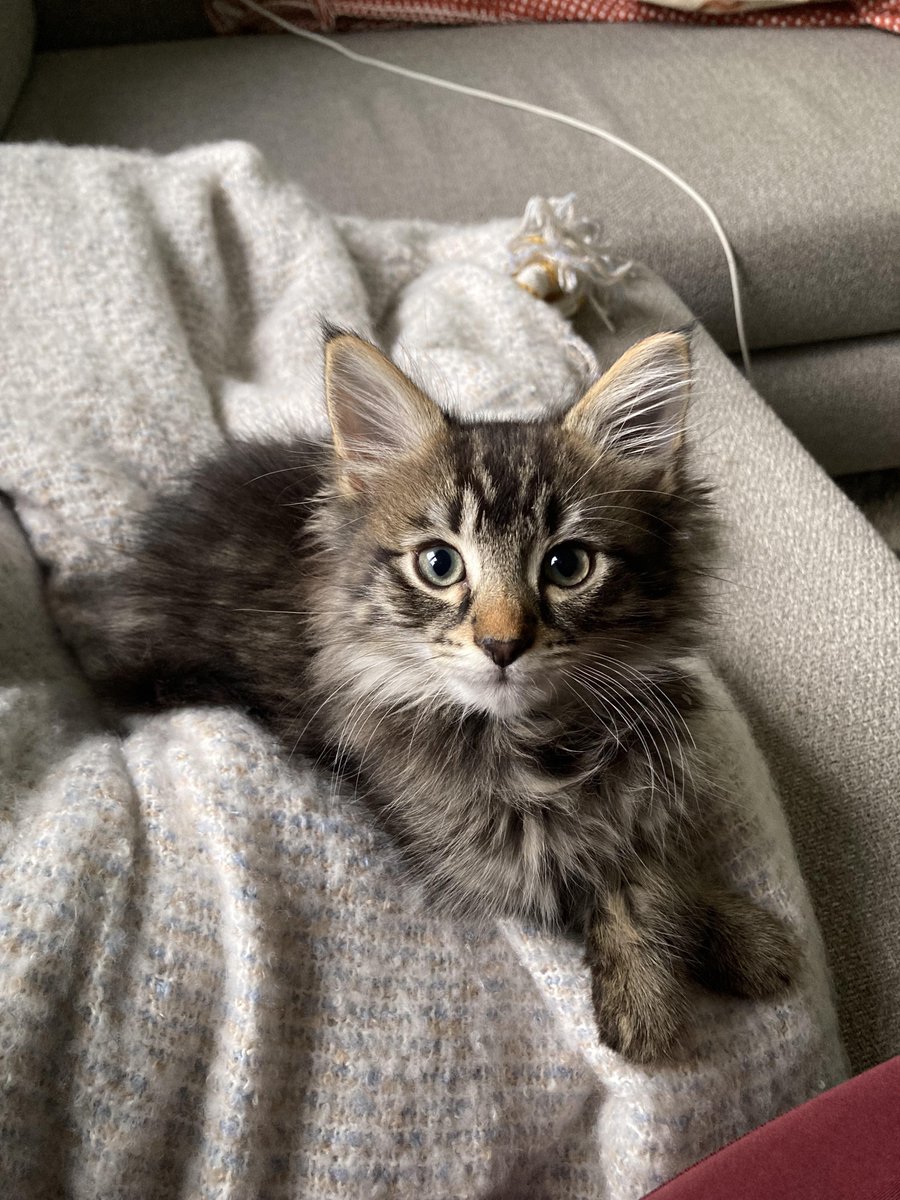 1stop_cats's tweet photo. He’s just a baby https://t.co/Kx1204WNvk