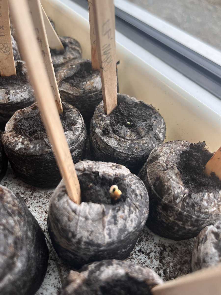Grade2Garden's tweet image. The first of our #classroomgardens seeds are sprouting which caused a great amount of excitement in our classroom! @ONFE_ROPE @StGiannaOCSB #ocsbDeepLearning #ocsb