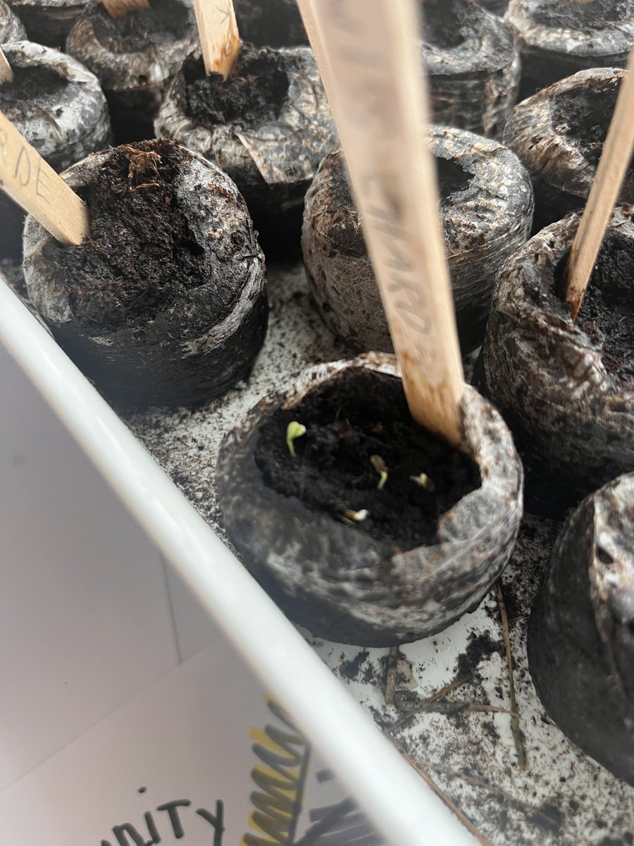 Grade2Garden's tweet image. The first of our #classroomgardens seeds are sprouting which caused a great amount of excitement in our classroom! @ONFE_ROPE @StGiannaOCSB #ocsbDeepLearning #ocsb