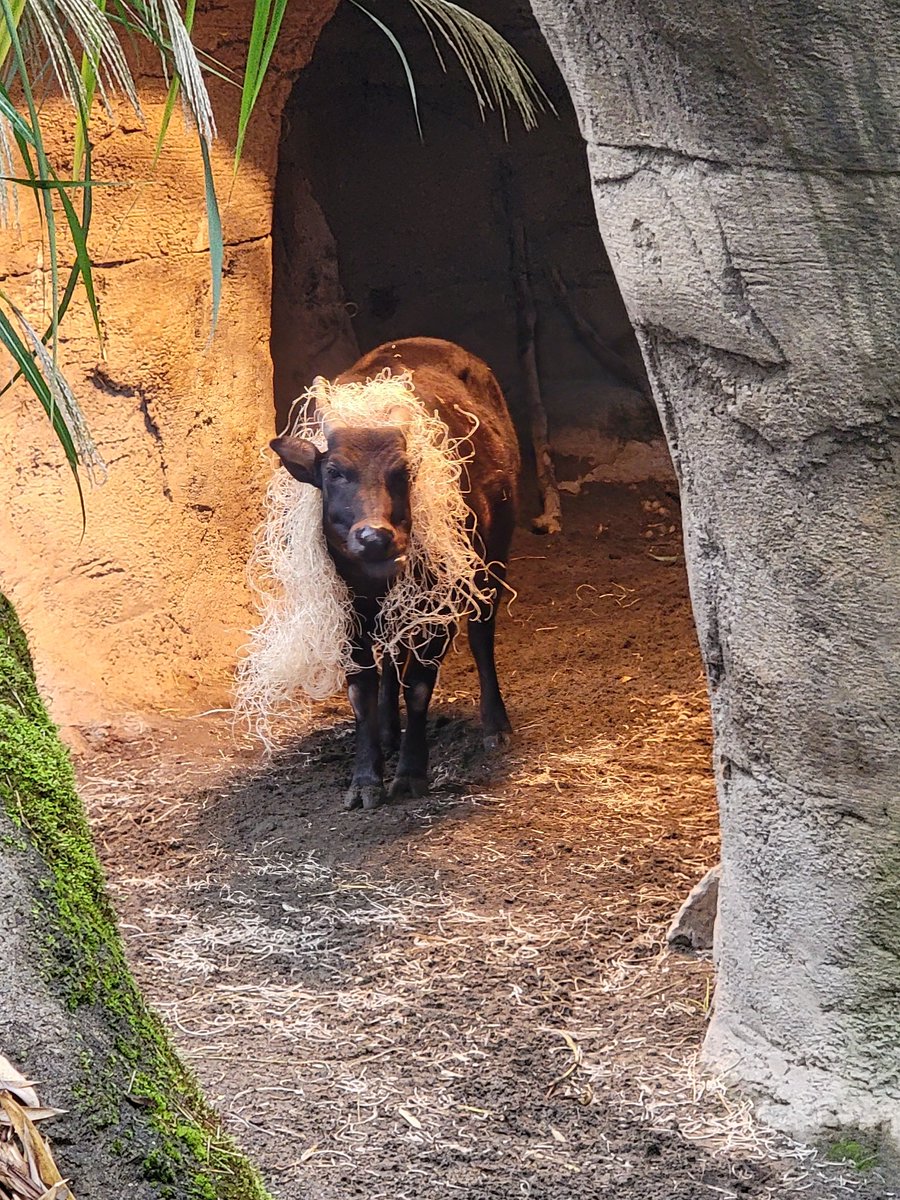 Point Defiance Zoo & Aquarium tweet media