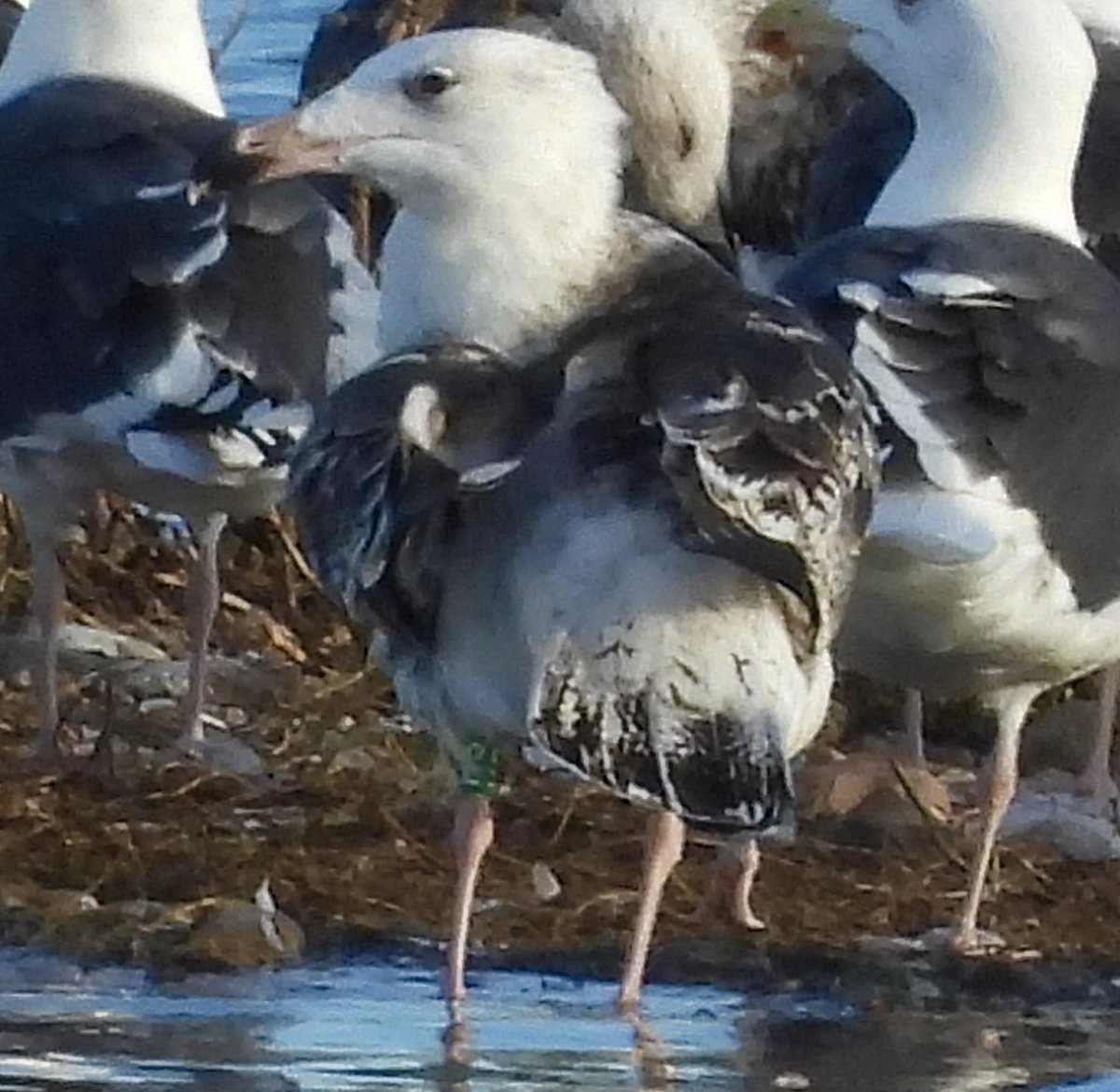 From 27.10.24 on Burrowes, RSPB Dungeness - Great Black Backed Gull “GR-HS”, run as Pullus on 01.06.23, at Zierikzee (Zuidhoekinlaag) , Zeeland, Holland.