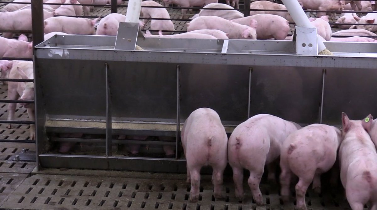 PrairieSwine's tweet photo. Little things done right add up! 
Ken Engele (@PrairieSwine) presented results from two surveys among #porkproducers conducted in partnership with @cdpqinc at the @SaskPork  Symposium in Saskatoon in early November. Listen to his Farmscape interview at https://t.co/kctnMiqRz5. https://t.co/JnPvDaRYGo