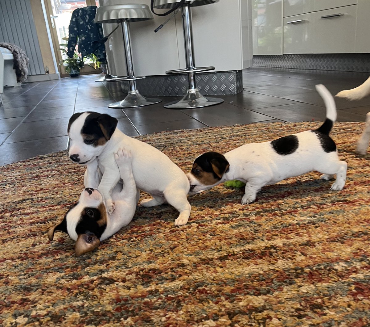 Jack Russell terrors 😂

#arnbegfarmstayscotland #puppies