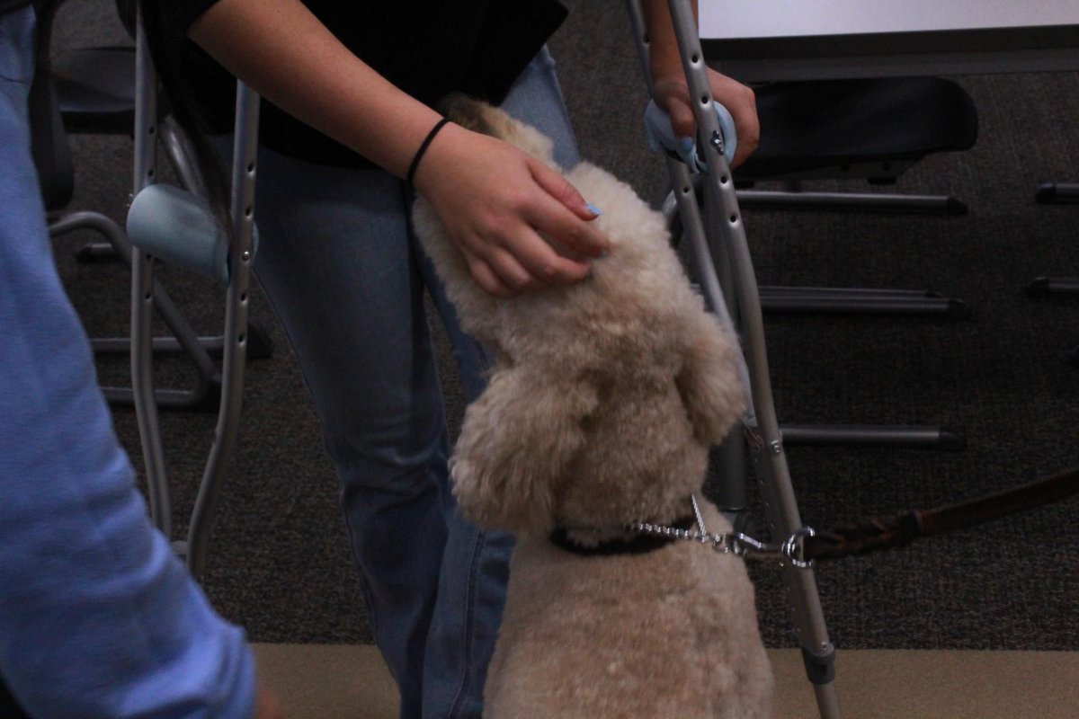 Bailey to the rescue: Comfort dog, Bailey, is currently being trained to become a help to students at MCHS 

themchenrymessenger.com/bailey-to-the-… 

<a href="/MCHS156/">McHenry</a> #warriorpride156 #warriorready156