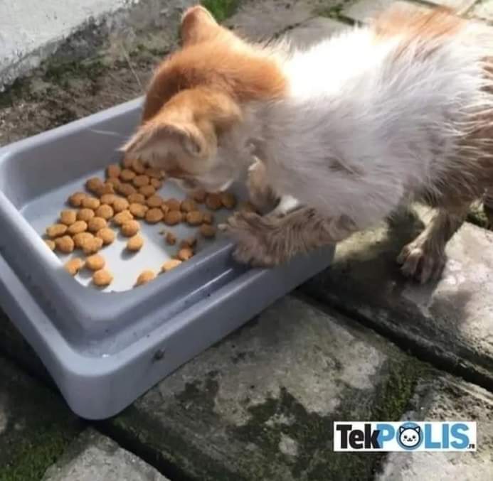 For every heart ❤️ you give us, You help us feed a stray cat, Thank you 🙏❤️