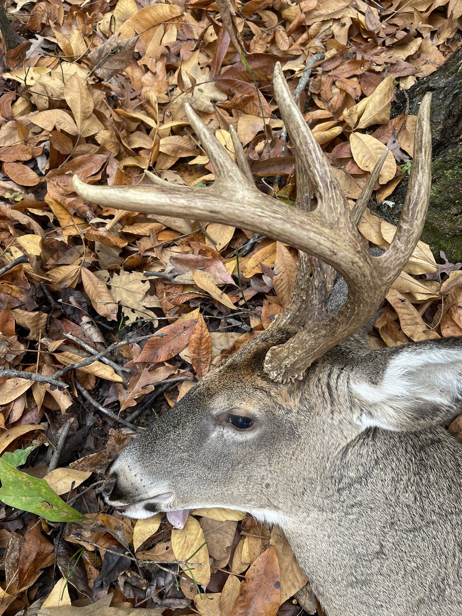 _Mullins_'s tweet photo. My 2024 TN bucks https://t.co/EEvbFRQWT3