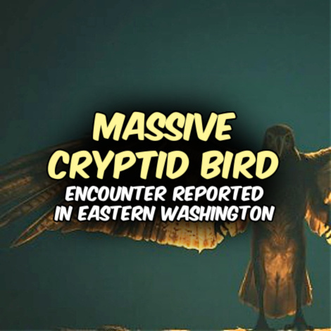 Phantoms & Monsters tweet media