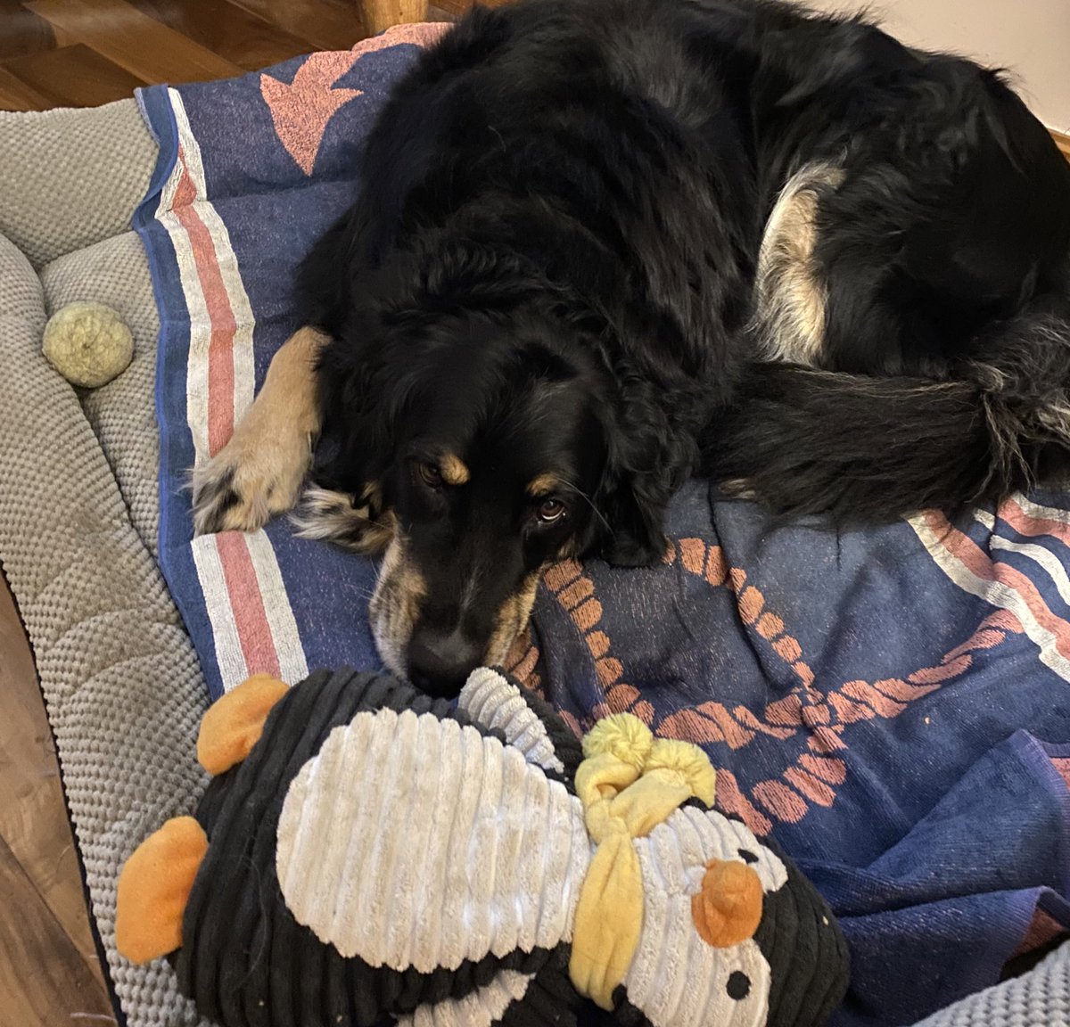 Sir Doge of the Coin ⚔️ tweet media