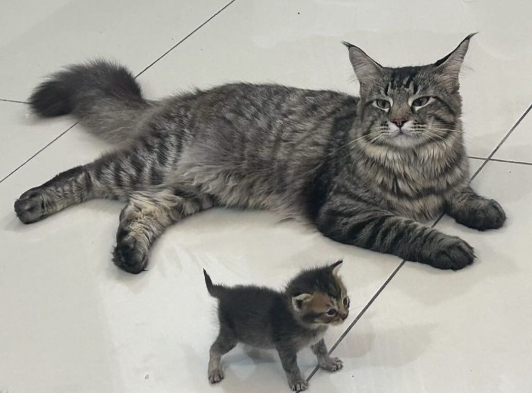 Catsillyness's tweet image. "Look at my baby"