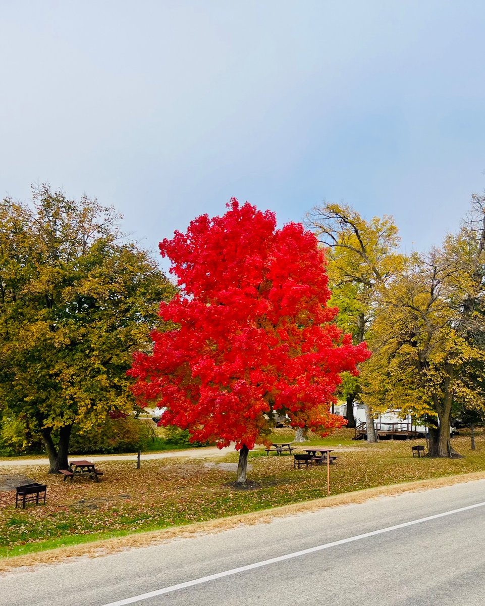 OutdoorAdvanced's tweet photo. When the trees are so pretty, they look photoshopped 🍁🍂 @Canary Beach Resort 

#aommanaged #canarybeach #fall #November #RVLife #outdoorhospitality https://t.co/6gVOuC3y4t