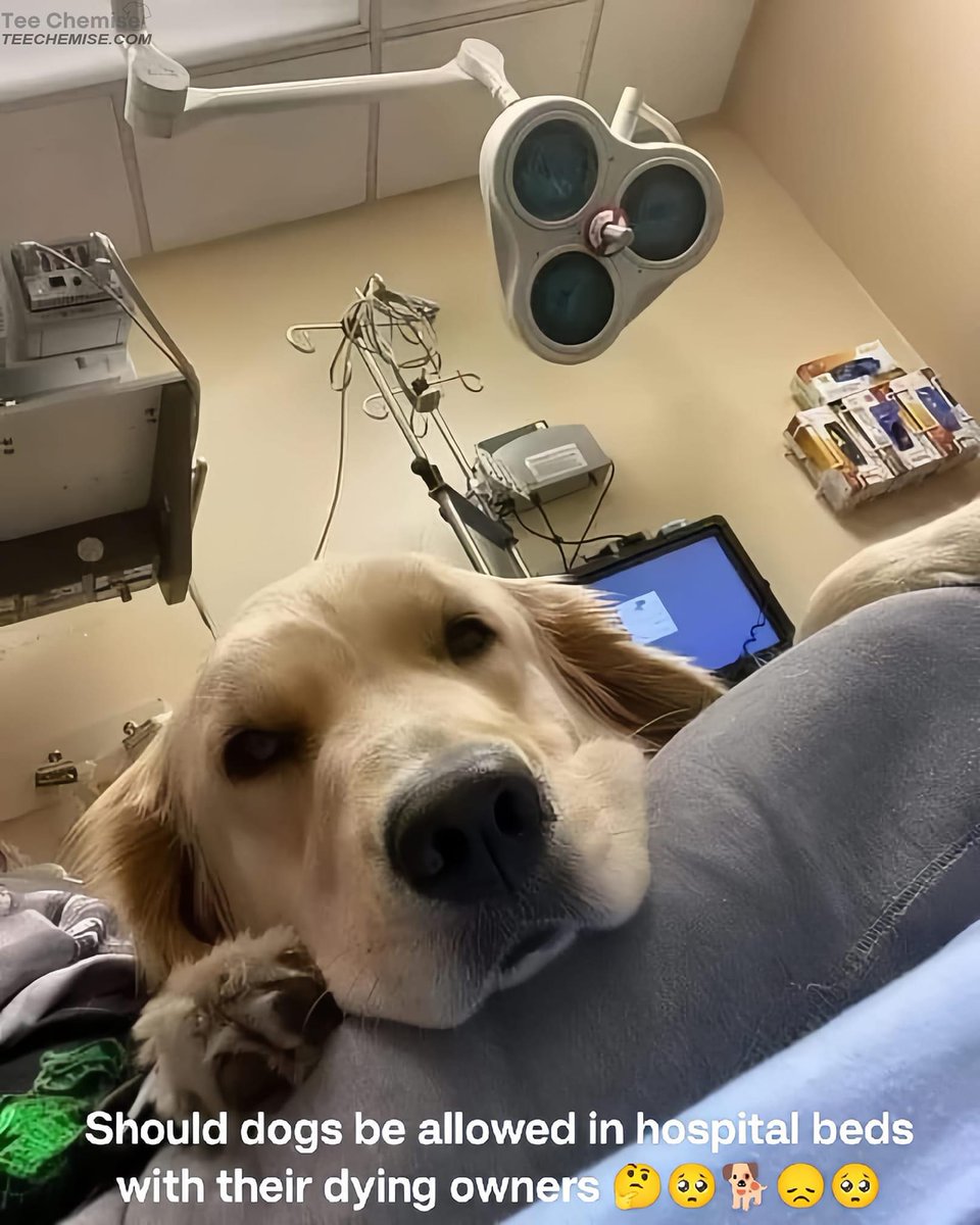Should dogs be allowed in hospital beds with their dying owners?