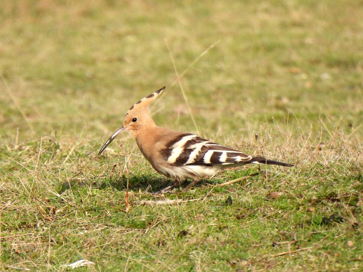 mattgarnham90's tweet image. HOOPOE at Minsmere RSPB
18/11/2024
@SuffolkBirdGrp @RSPBMinsmere