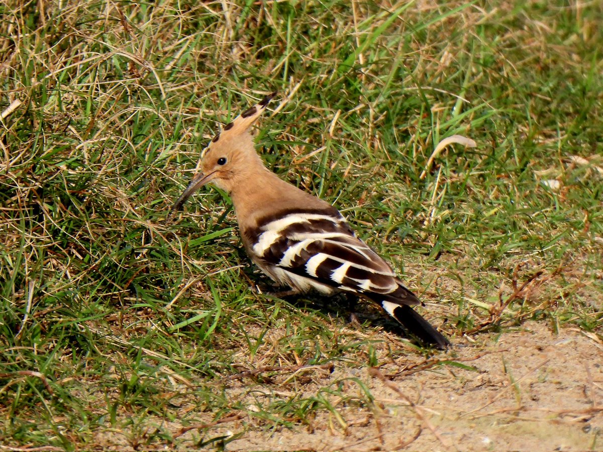 mattgarnham90's tweet image. HOOPOE at Minsmere RSPB
18/11/2024
@SuffolkBirdGrp @RSPBMinsmere