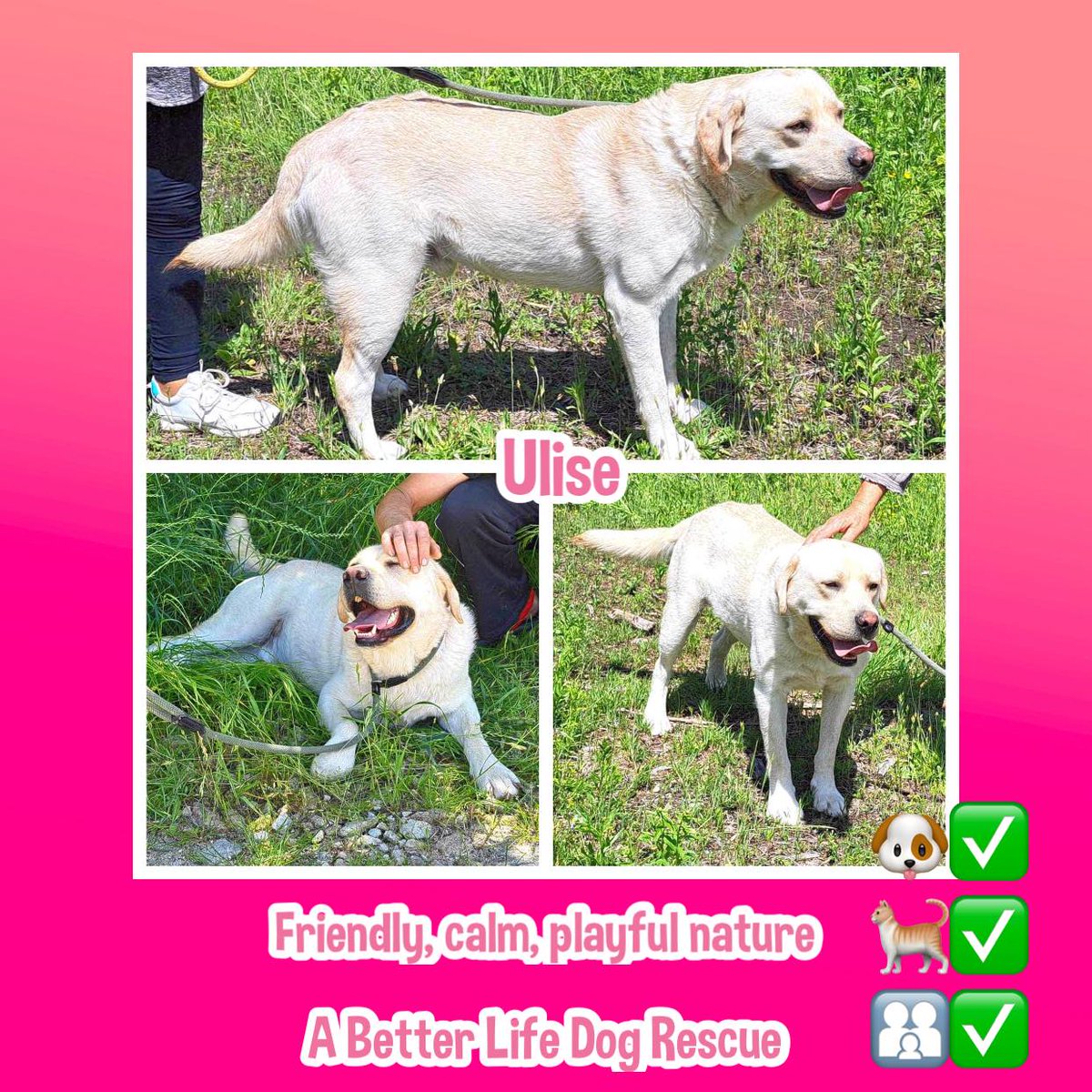 The_Animal_Team's tweet photo. #k9hour 2yo Med/Large Lab mix ULISE was abandoned on the streets - perhaps by an owner who could no longer afford to keep him. Nobody knows. He would seem to have a lot of #GoldenLabrador in his background & has a friendly, calm, yet playful nature - typical of the breed. Ulise is good with everyone, including cats. He is in Romania & can travel asap. https://t.co/9mMTNSEcay #AdoptDontShop #TeamZay