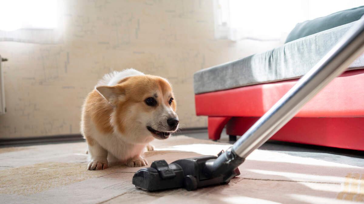 Most Dogs Hate the Vacuum, but Not This One | Kix Country 92.9 | Amy James kixcountry929.iheart.com/featured/amy-j…