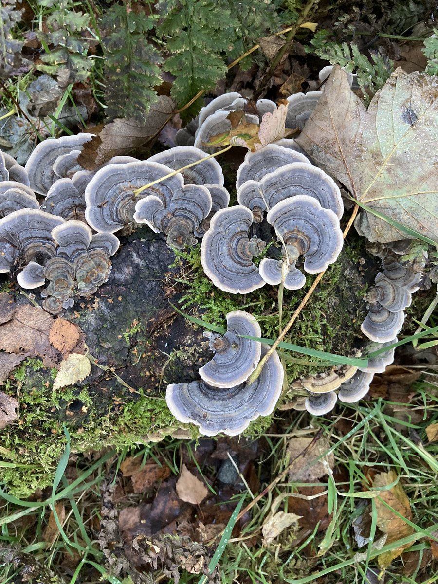 alisonlock25's tweet photo. Pretty turkeytails , sulphur tuft? and others this week before the freeze set in !😁 #fungi #MushroomMonday https://t.co/iaWc8iCwGT