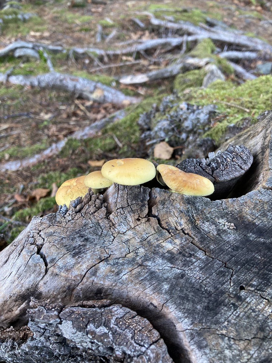 alisonlock25's tweet photo. Pretty turkeytails , sulphur tuft? and others this week before the freeze set in !😁 #fungi #MushroomMonday https://t.co/iaWc8iCwGT