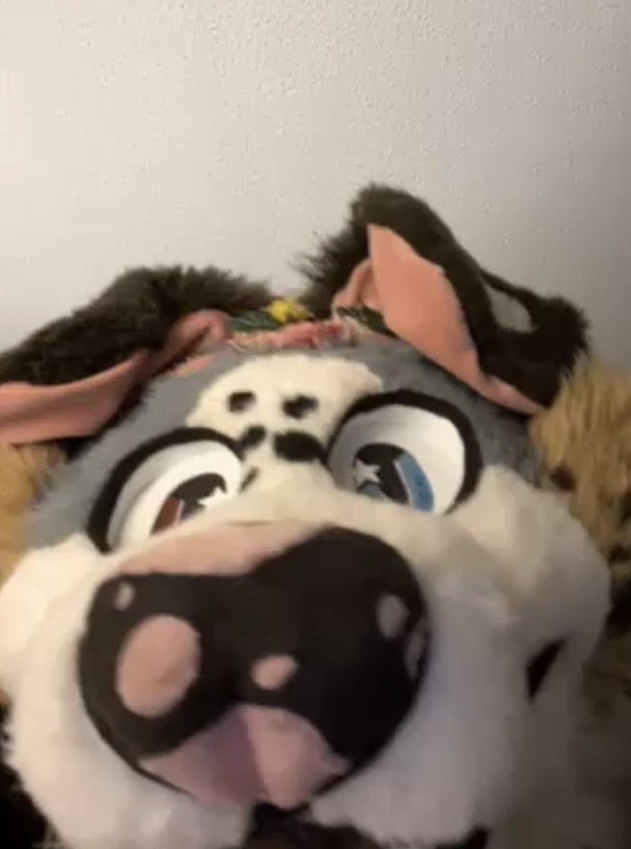 Fruity_phorgs's tweet photo. @griverthecoyote <33 https://t.co/5d5VHCSiCm