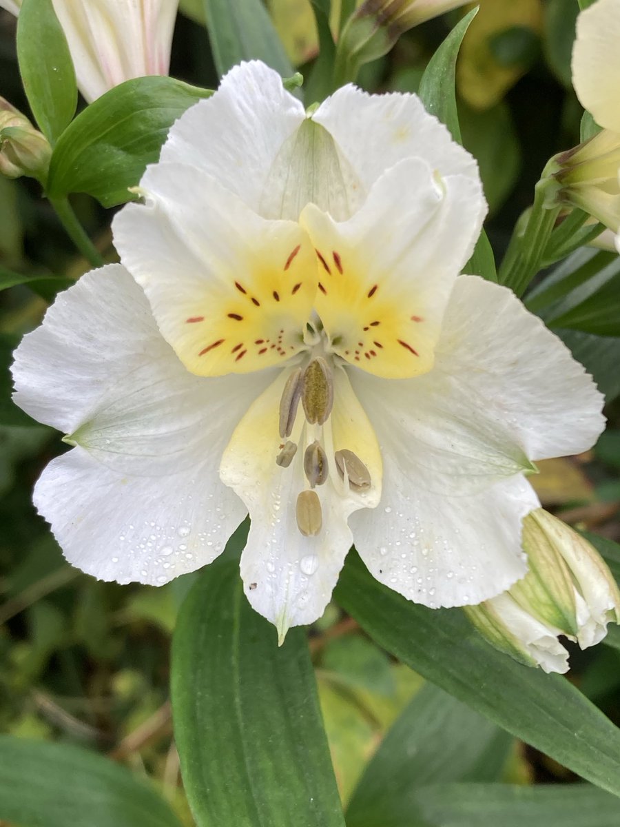 Lots of Peruvian Lily (Alstroemeria) flowers last weekend in my Derbyshire garden - not sure they will survive tonight’s snow ⁦<a href="/GardensHour/">GardensHour</a>⁩ #GardensHour